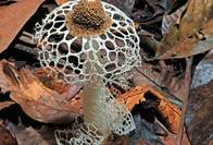 Fantastische Pilze Bild #4