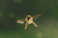 Tagebuch einer Biene Bild #7