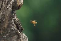 Tagebuch einer Biene Bild #1