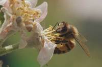 Tagebuch einer Biene Bild #2